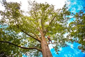 Best Fruit Tree Pruning  in Three Forks, MT