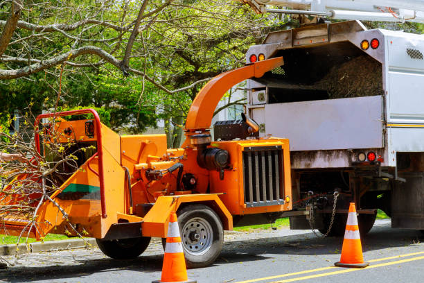 Professional Tree Services in Three Forks, MT