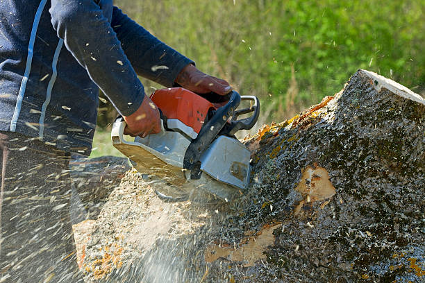 Best Utility Line Clearance  in Three Forks, MT